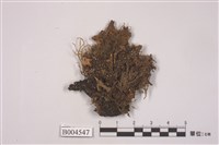 藏品(牛皮葉屬)的圖片